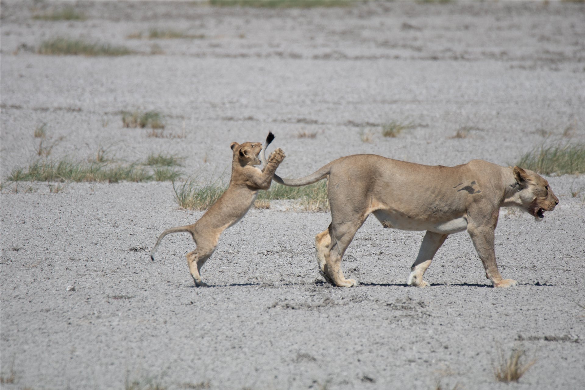 Namibia – Kalahari